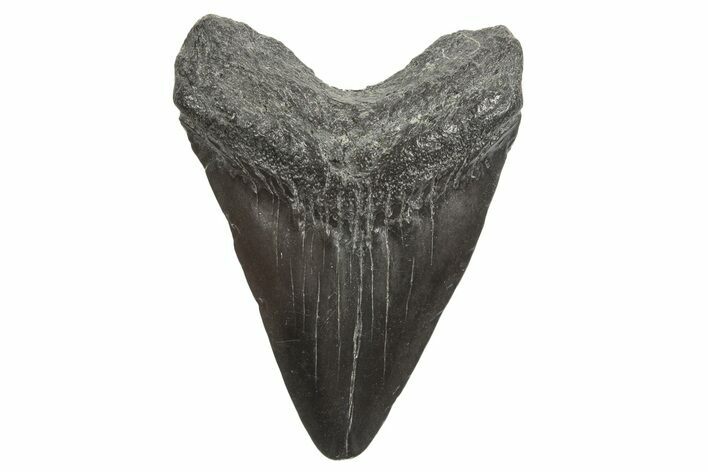 Juvenile Megalodon Tooth - South Carolina #340960